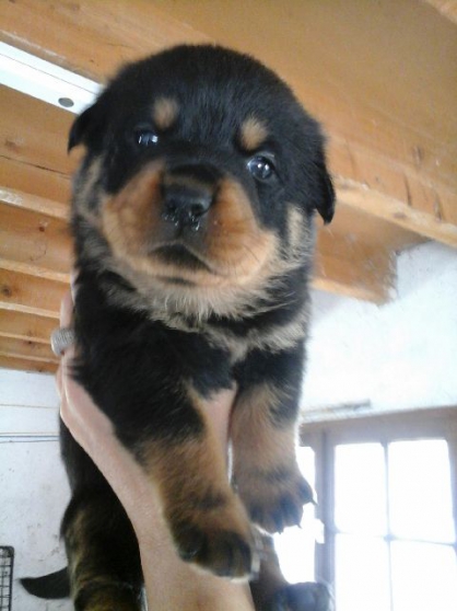 A RESERVER CHIOTS ROTTWEILERS LOF