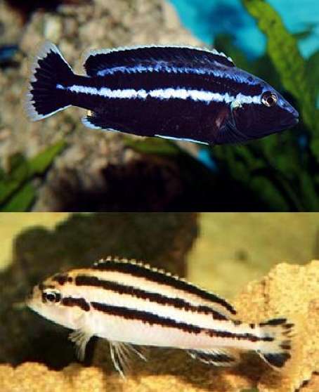 Annonce occasion, vente ou achat 'Melanochromis Parallelus ( sauvages F0)'