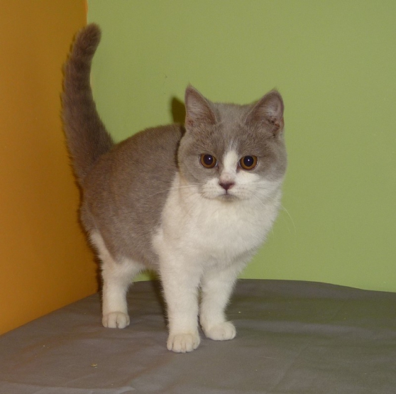 Annonce occasion, vente ou achat 'URGENT Chatons British Shorthair LOOF'