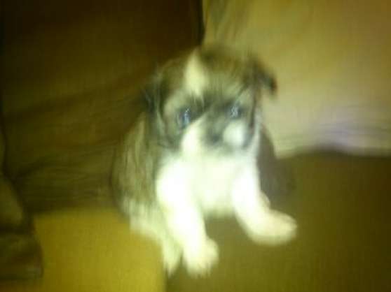 Annonce occasion, vente ou achat 'chiot type shih tzu'