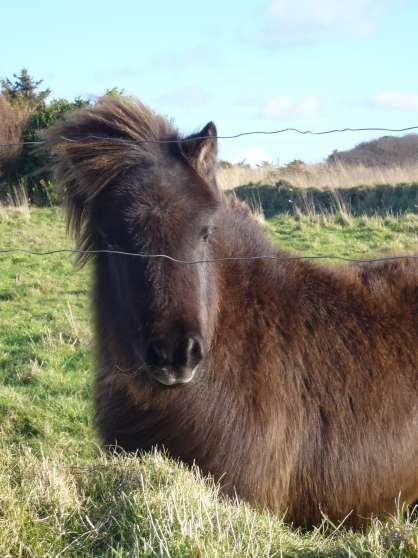 Annonce occasion, vente ou achat 'PONEYS TYPE SHETLAND'