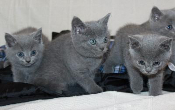 Annonce occasion, vente ou achat 'Magnifiques chatons chartreux Loof'