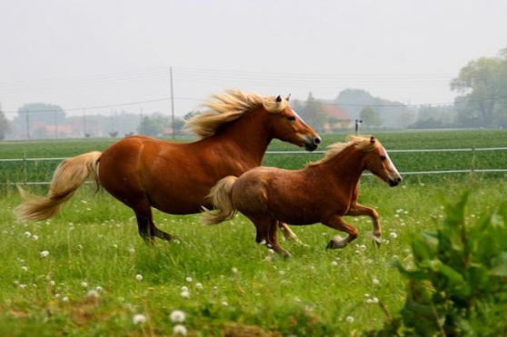 pension pour cheval / poney / poulain