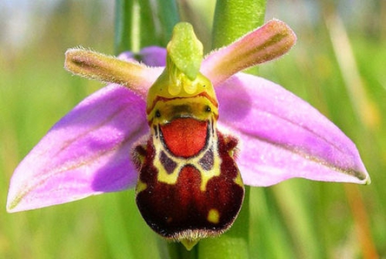 graines orchidée abeille
