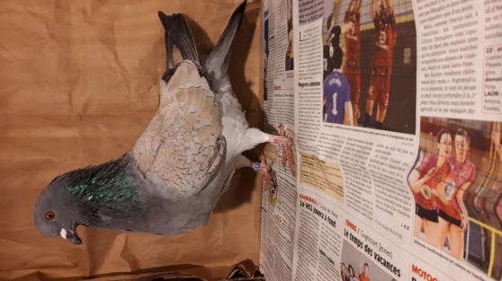 pigeons Cauchois
