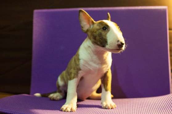 Annonce occasion, vente ou achat 'Bull terrier male'