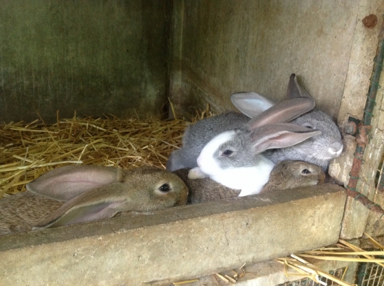 Annonce occasion, vente ou achat 'Vends lapins fermier'