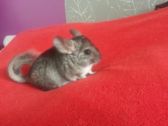 Vend Bebe Chinchilla Marche Fr