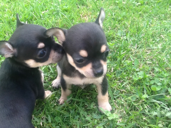 Adorable chiot type Chihuahua