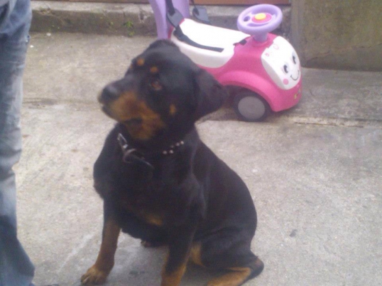 Annonce occasion, vente ou achat 'rottweiler toy'