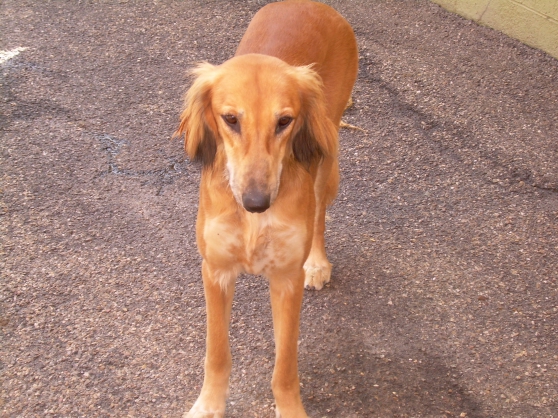 Recherchez Vente Ou Occasion Animaux Annonce Gratuite Sur