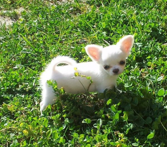 Annonce occasion, vente ou achat 'chiot type chihuahua Femelle  poil cour'