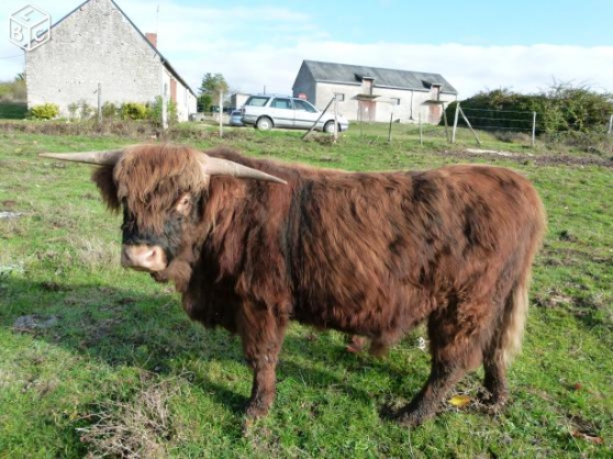 Annonce occasion, vente ou achat 'Taureau Highland Cattle'