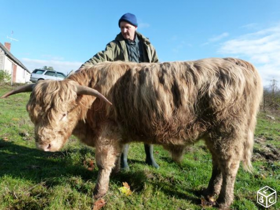 Annonce occasion, vente ou achat 'Highland Cattle (Taureau)'
