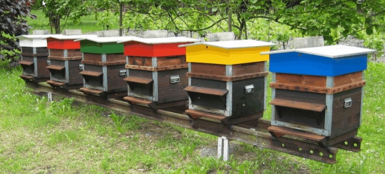 Annonce occasion, vente ou achat 'Formation apiculture, abeille, ruche'