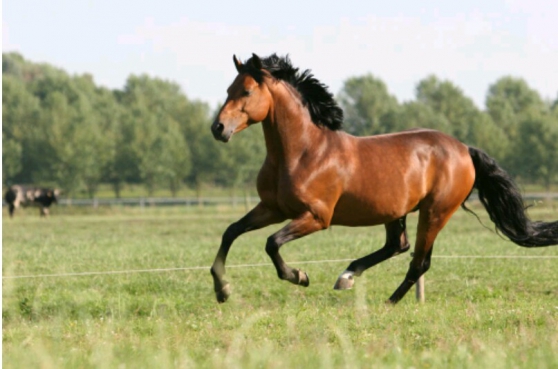 Annonce occasion, vente ou achat 'Recherche cheval/poney  monter'