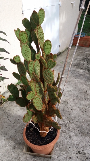 Annonce occasion, vente ou achat 'Cactus (oreille de cactus)'