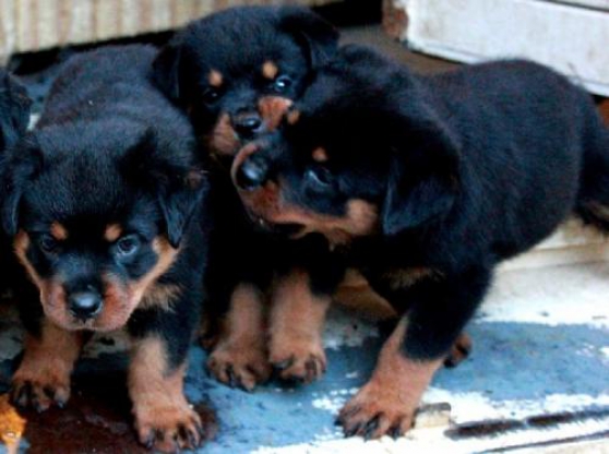 Adorables chiots d'apparence rottweiler