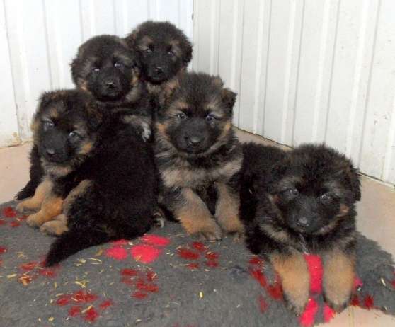 Annonce occasion, vente ou achat 'chiots berger allemand'