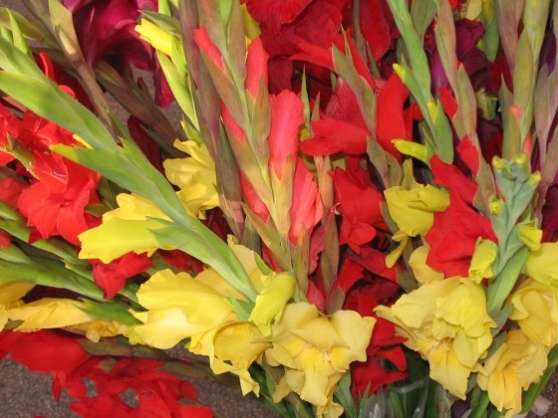 Annonce occasion, vente ou achat 'Lot Bulbes Glaeul Vari Fleur Dcoratif'