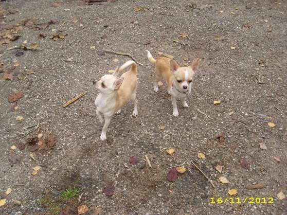 Annonce occasion, vente ou achat 'chiots type chihuahua'