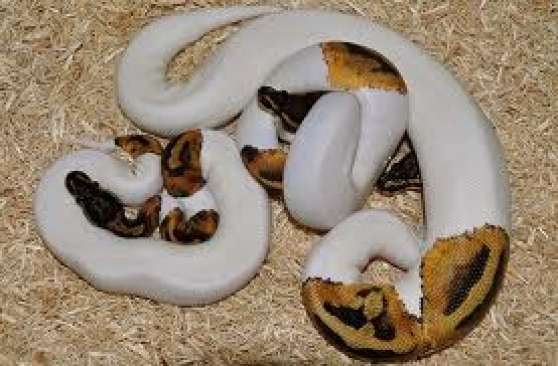Annonce occasion, vente ou achat 'Albino pythons piedbal'