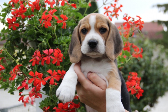 Annonce occasion, vente ou achat 'adorables chiots beagle'