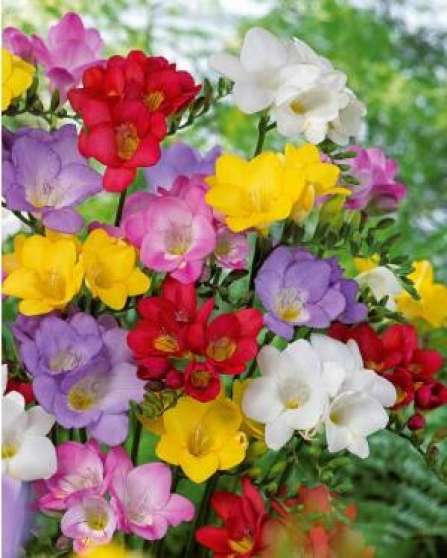 Annonce occasion, vente ou achat 'Lot Bulbes Freesias Simple Fleur Jardin'
