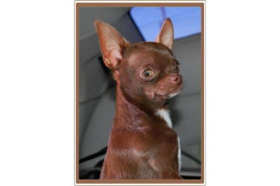 Annonce occasion, vente ou achat 'Saillie Chihuahua Chocolat LOF'