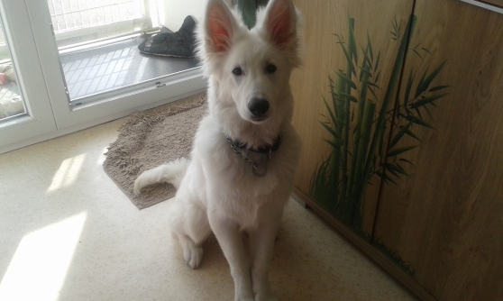 Male berger blanc suisse