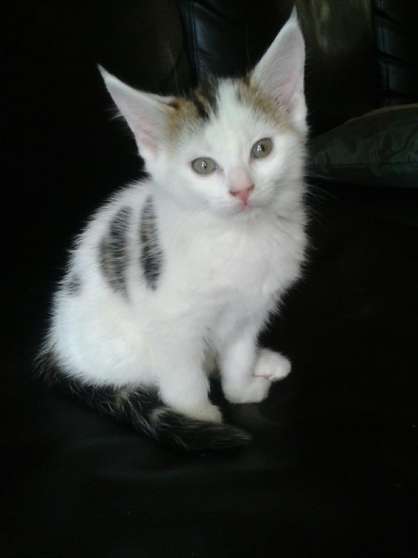 Chaton à donner arras
