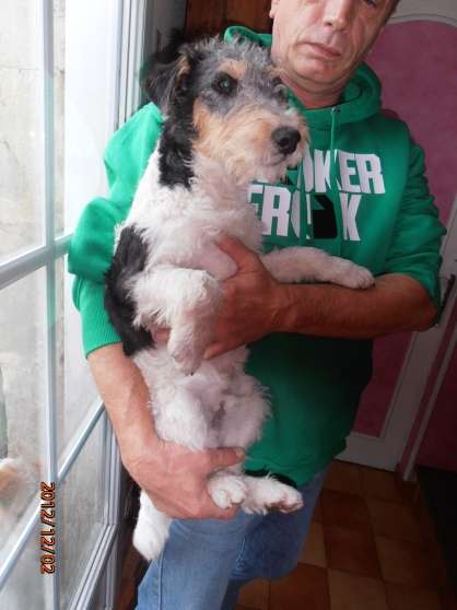 Annonce occasion, vente ou achat 'apparence FOXS TERRIERS'