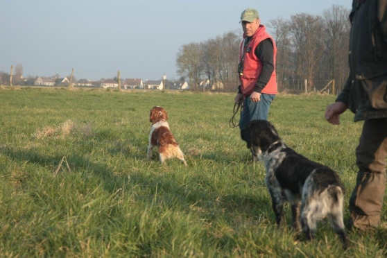 Annonce occasion, vente ou achat 'Dressage chasse, education canine'