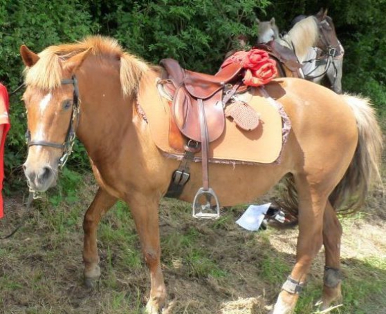 Annonce occasion, vente ou achat 'Ponette New Forest'