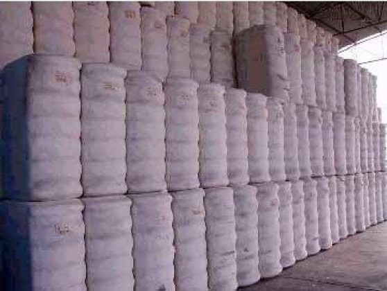 Commercialisation du Coton Blanc