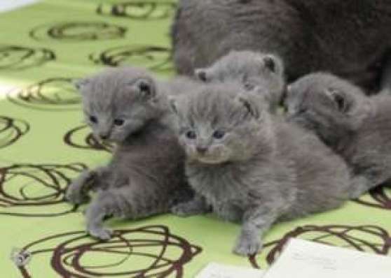 A Reserver Adorables Chatons Chartreux Marche Fr