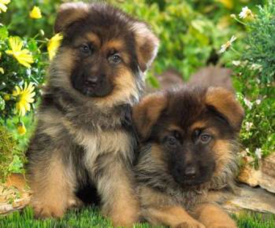 Annonce occasion, vente ou achat 'Type chiots berger allemand'