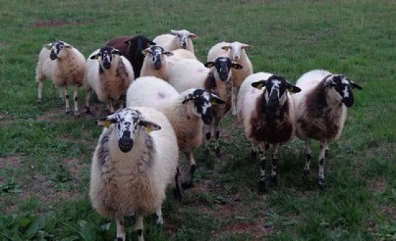 très bonnes agneaux et agnelles de l'an