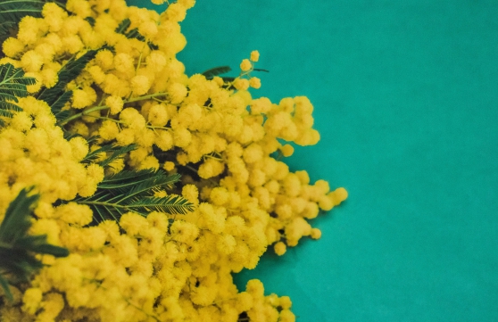 Photographie "Mimosas par Centaines"