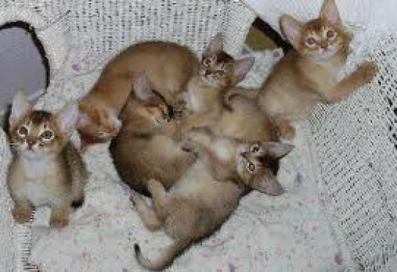 chatons type abyssins cherche foyer