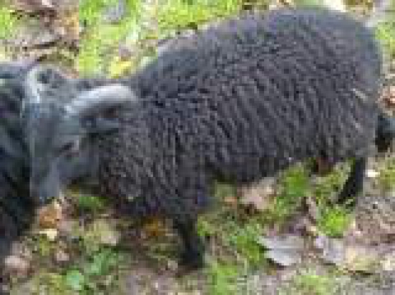Mouton Ouessant