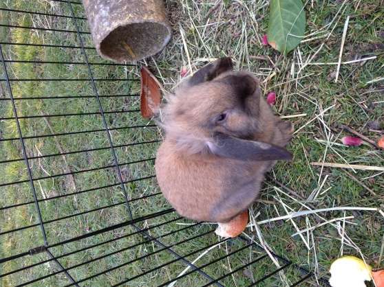 Annonce occasion, vente ou achat '15 lapins nains dont belier et autres'