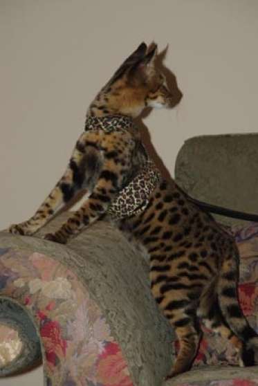 Nouvelle Portee De Chatons Savannah Marche Fr