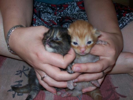 Chatons Croise Maine Coon Marche Fr Chatons Croise Maine Coon Marche Fr