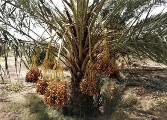 Annonce occasion, vente ou achat 'Grande plantation de palmiers dattiers'