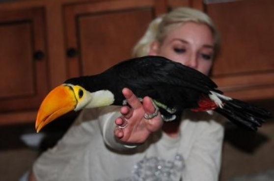 Annonce occasion, vente ou achat 'Ramphastos toco toucans paire'