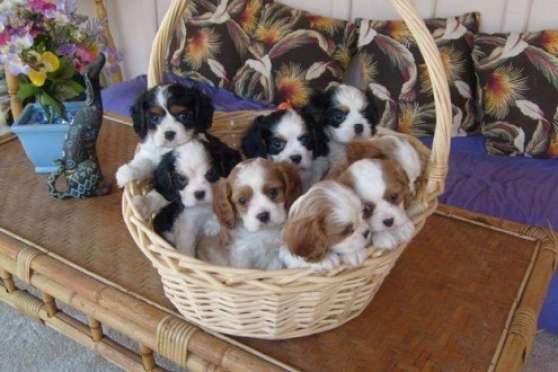 Annonce occasion, vente ou achat 'chiots cavalier kings Charles'