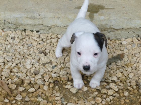 Chiots Jack Russell - Photo 2