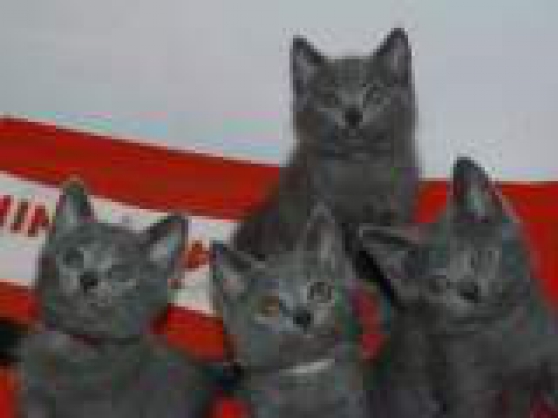 Annonce occasion, vente ou achat 'Jolies chatons chartreux'