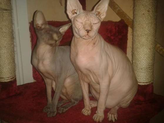 Annonce occasion, vente ou achat '2sphynx'